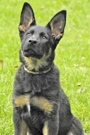 What is the most expensive german shepherd? How Much Should A Full Blooded German Shepherd Puppy Cost German Shepherd Puppies Best Pet Dogs Puppies