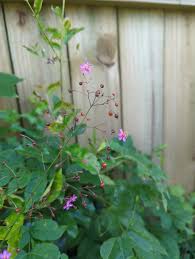 Image result for Talinum crispatulum