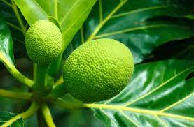 Check spelling or type a new query. Opinion Why Bother Planting Breadfruit Trees Pt 2 Freshfruitportal Com