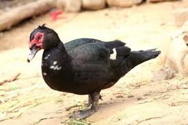 Black And Yellow Duckling Black Duck With Red Face Walking On Yellow Mud Red Face Duck Black
