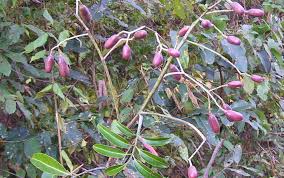 Image result for Pseudospondias