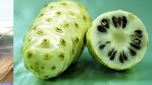 Dalam tumbuhan, oksalat ini berfungsi menyingkirkan lebihan kandungan kalsium. Ini Daftar Tanaman Herbal Penghancur Batu Ginjal Tribunnews Com Mobile