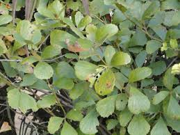 Image result for Rhoicissus