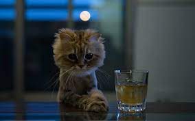 HD wallpaper: alcohol, cat, drink, funny, glass, humor, Sight, animal  themes | Wallpaper Flare