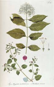 Image result for Boerhavia coccinea