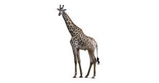 How fast can giraffes run? Giraffe Facts For Kids How Tall Is A Giraffe Dk Find Out