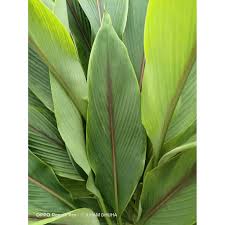 Temulawak banyak digunakan dalam perubatan tradisional. 5 Daun Daun Temu Lawak Temu Lawak Daun Temu Lawak Daun Daun Pokok Temu Lawak Shopee Malaysia
