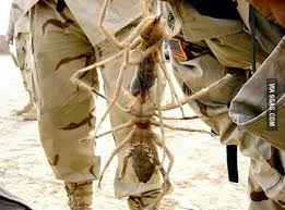 Unlike spiders, camel spiders breathe with a trachea, which allows for fast oxygen intake and helps them move quickly. Camel Spiders Photographed During The 1990 91 Gulf War Or How I Like Call Nope 9gag