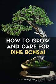How To Grow And Care For Pine Bonsai In 2021 Pine Bonsai Bonsai Garden Bonsai Tree