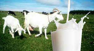 Jika selama ini susu sapi dianggap menjadi salah satu makanan yang mengandung kalsium tinggi. 10 Khasiat Dan Manfaat Susu Kambing Etawa