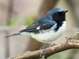 Black And White Spotted Bird Ontario The Black Throated Blue Warbler September 28 2003 Mount Nemo Burlington Ontario Male Bird Photo Tim J Hopwood Birds Bird Life List Male Bird Birds