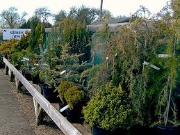 Plant Area Malmesbury Garden Centre