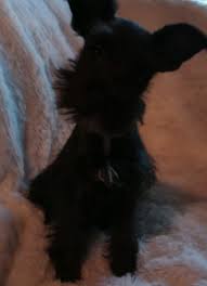 They are now just 7 wks. Miniature Schnauzer Puppies For Sale Norman Ok 310957