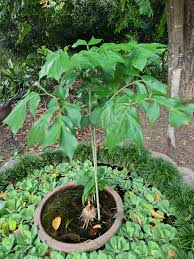 Image result for Anchomanes