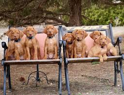 It's also free to list your available puppies and litters on our site. Breeder Referral The Rocky Mountain Vizsla Club