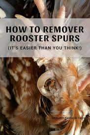 Do the chickens have large talons? How To Remove Rooster Spurs The Easy Way Murano Chicken Farm