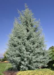 Check spelling or type a new query. Blue Conifers The Amazing World Of Conifers