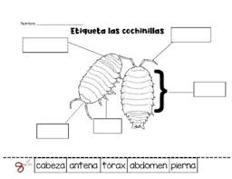We have selected the best free bug coloring pages to print out print, color and enjoy these bugs coloring pages! Pill Bug Activities Worksheets Teachers Pay Teachers