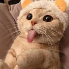 Dogs And Cats Kitty Cat Kitty Funny Cute Kitty Kitty Make Up Funny Kitties Lovely Cats Kitty Quotes Kitten Quotes Cat T In 2020 Baby Cats Cute Baby Cats Kittens Cutest