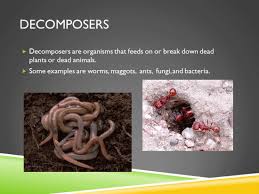Food Chain Powerpoint K 5 Computer Lab Technology Lessons Food Chain Decompose Powerpoint Lesson Plans