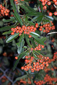 Image result for Pyracantha cf. crenulata