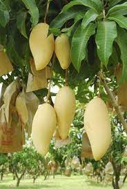 Setiap hari, ramai pelanggan sanggup beratur panjang demi mendapatkannya, memang popular! 9 Jenis Mangga Yang Paling Enak Makan Satu Buah Mana Cukup