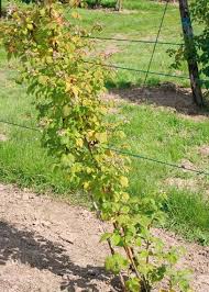 Pin Auf Gartentipps