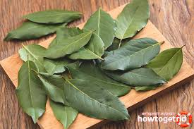 Lalukan secara rutin untuk mendapat hasil yang maksimal. Cara Menggunakan Daun Salam Untuk Penurunan Berat Badan