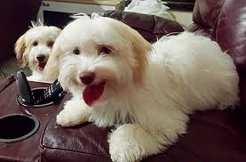 Email myhappyhavanese@aol.com healthy home raised havanese puppies in michigan and florida. West Palm Beach Fl Havanese Meet Cooper A Pet For Adoption