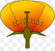 There are a lot of fantastic coloring page sites on the internet where you can pick up a couple of pages to color and there are even web sites dedicated to maintaining with what the coloring community is doing. Parts Of A Flower Png Parts Of A Flower Cut Out Parts Of A Flower Color Parts Of A Flower Flashcards Parts Of A Flower Science Parts Of A Flower Book Parts Of A Flower Coloring Pages Parts Of A Flower Project Parts Of A Flower Craft Parts Of A Flower
