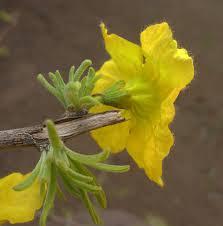 Image result for Rhigozum brevispinosum