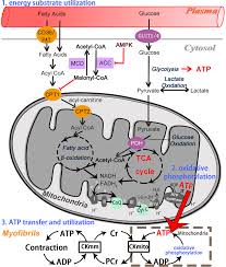 There are a few ways that atp can be produced. Frontiers Modulatory Effects Of Chinese Herbal Medicines On Energy Metabolism In Ischemic Heart Diseases Pharmacology