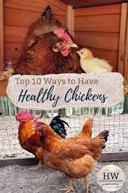 How Do You Take A Vacation When You Have Chickens Chickens Baby Chicks Raising Raising Chickens