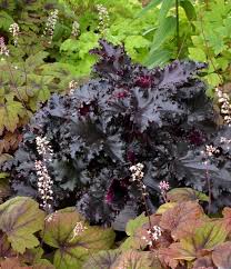 Heuchera Black Taffeta Paint your garden colorful with shimmering black foliage. budd gardens