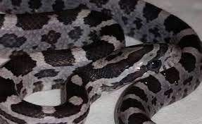 Rare Corn Snake Morphs Google Search Corn Snake Snake Snake Patterns