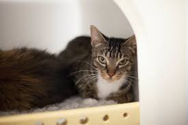 Here is a list of male brown tabby cat names and female brown tabby cat names. 5 Facts About Tabby Cats 5 Facts About Tabby Cats