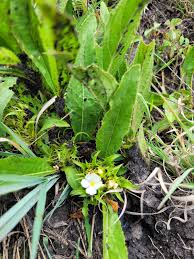 Image result for Crabbea nana