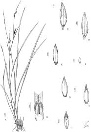 Image result for Urochloa platynota