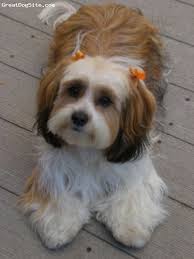 Black And White Shih Tzu Dachshund Mix Schweenie Dachshund Shih Tzu Cute Puppies Pinterest Shih Schweenie Dachshund Mix Designer Dogs