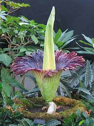 Is the merriwick flower real : Is A Merriwick A Real Thing I M Still Having Fun Blending Dinos With Bugs