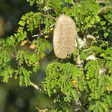 Image result for Craibia zimmermannii