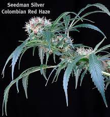 Colombian Red Haze Seedsman Cannabis Strain Info
