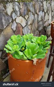 Image result for Nasturtium microphyllum