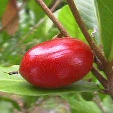 The miracle fruit farm is a grower, packer, and manufacturer of the world's highest quality fresh and formulated miracle fruit products. Miracle Fruit Plants For Sale Fastgrowingtrees Com