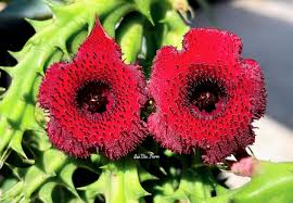 Image result for Tridentea marientalensis