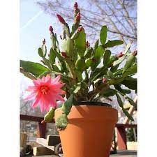 There growing requirements and the colorfull hybrids of rhipsalidopsis varieties were developed from species that origonated from. Well Watered Easter Cactus Plants Rs 150 Piece M S Green Garden Enterprises Id 21929142355