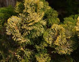 Image result for Cryptolepis obtusa