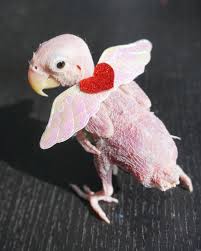 Baby Bird With No Feathers Us Featherless Bird Receives Knitted Sweaters From Around The World Funny Parrots Rare Animals Cute Birds