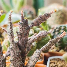 Image result for Euphorbia platycephala