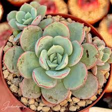 Image result for Indigofera subcorymbosa